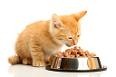 La nourriture allégée, une source de bien être pour votre chat
