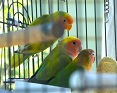 La meilleure cage pour vos oiseaux